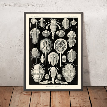 Granchio di ferro di cavallo (Aspidonia Schildtiere) di Ernst Haeckel, 1904 