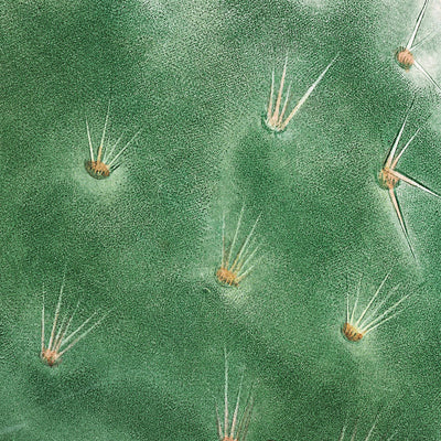 Cactus Cochenillifer Botanical Illustration by Pierre-Joseph Redouté, 1827
