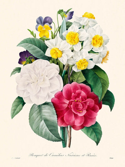 Camellia Narcissus Botanical Illustration by Pierre-Joseph Redouté, 1827