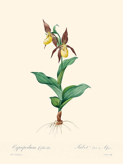 Cypripedium Calceolus (orquídea zapatilla de dama) de Pierre-Joseph Redouté, 1827