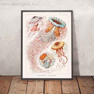 Medusa Ombrello (Discomedusae Scheibenquallen) di Ernst Haeckel, 1904 