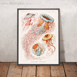 Méduse parapluie (Discomedusae Scheibenquallen) par Ernst Haeckel, 1904 