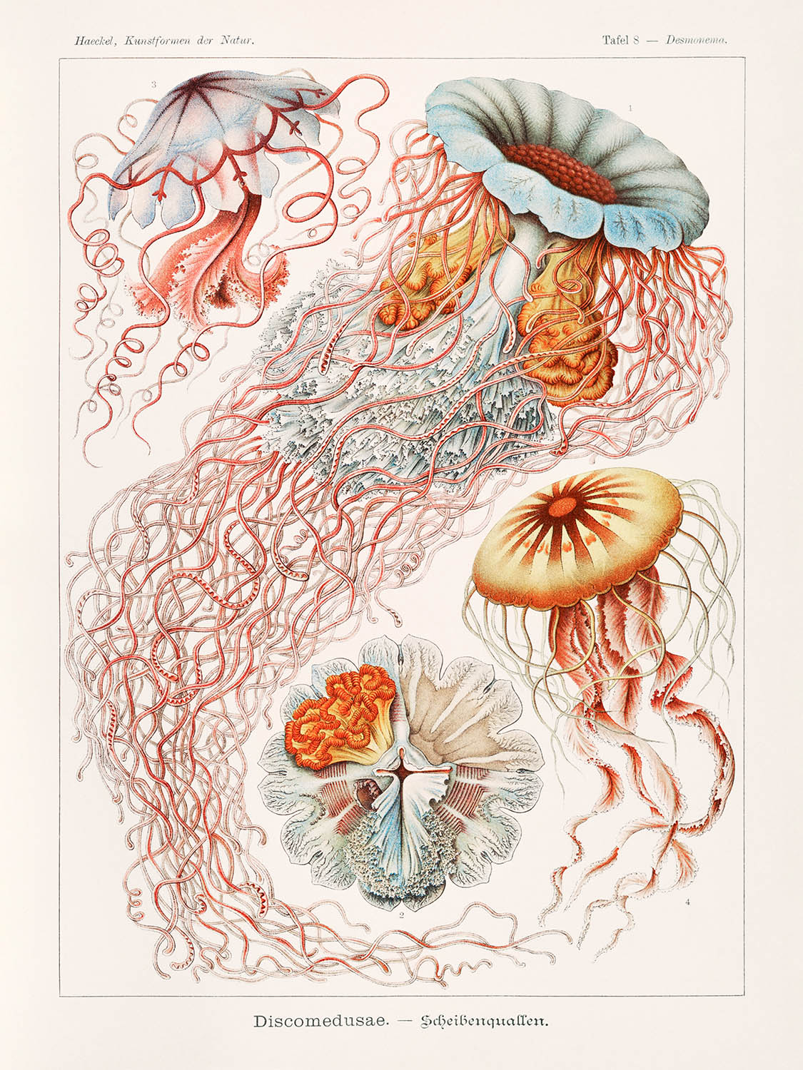 Méduse parapluie (Discomedusae Scheibenquallen) par Ernst Haeckel, 1904 
