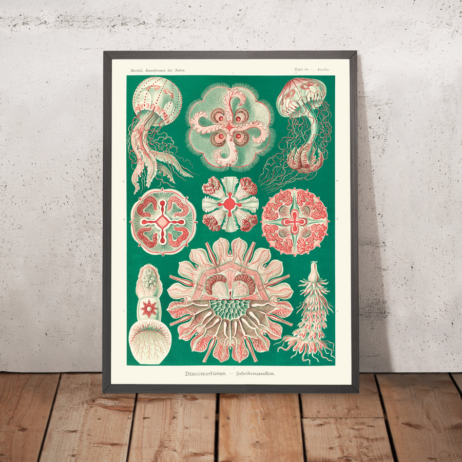 Bellissima medusa simmetrica (Discomedusae Schweibenquallen) di Ernst Haeckel, 1904 