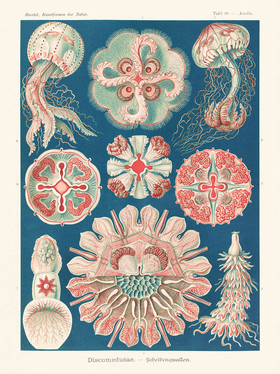 Bellissima medusa simmetrica (Discomedusae Schweibenquallen) di Ernst Haeckel, 1904 