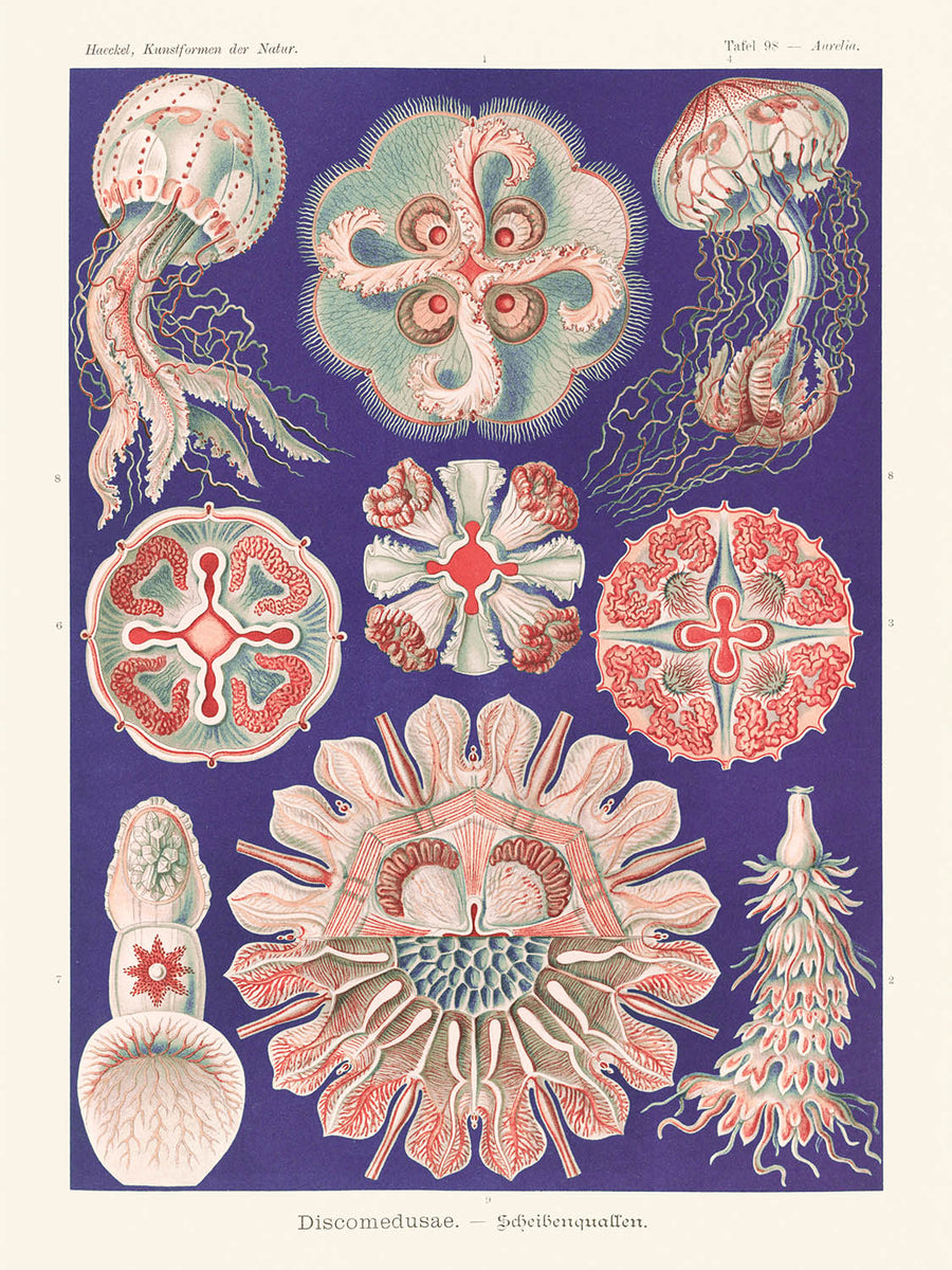 Bellissima medusa simmetrica (Discomedusae Schweibenquallen) di Ernst Haeckel, 1904 
