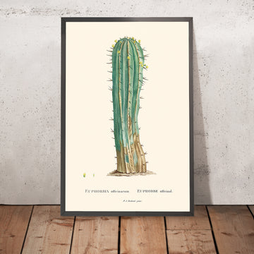 Illustrazione botanica del cactus Euphorbia Officinarum di Pierre-Joseph Redouté, 1827 