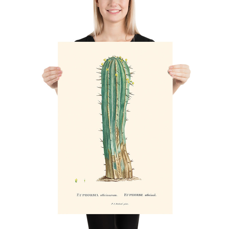 Euphorbia Officinarum Cactus Botanical Illustration by Pierre-Joseph Redouté, 1827