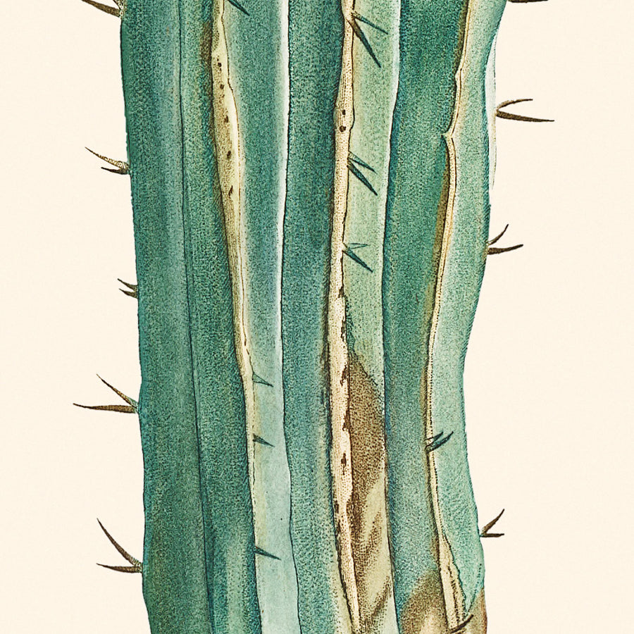 Euphorbia Officinarum Cactus Botanical Illustration by Pierre-Joseph Redouté, 1827