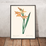 Ilustración botánica de Gladiolus por Pierre-Joseph Redouté, 1827 
