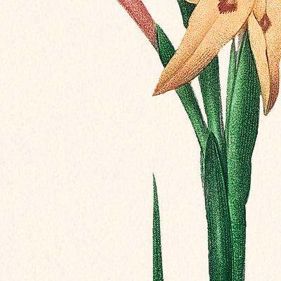 Gladiolus Botanical Illustration by Pierre-Joseph Redouté, 1827