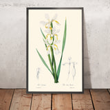 Gold-Banded Iris Botanische Illustration von Pierre-Joseph Redouté, 1827 