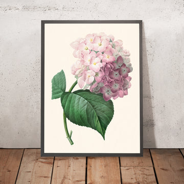 Ilustración botánica de hortensia por Pierre-Joseph Redouté, 1827 