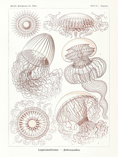 Ethereal Jellyfish (Leptomedusae Faltenquallen) by Ernst Haeckel, 1904