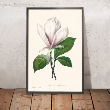 Magnolia Soulangiana Botanical Illustration by Pierre-Joseph Redouté, 1827