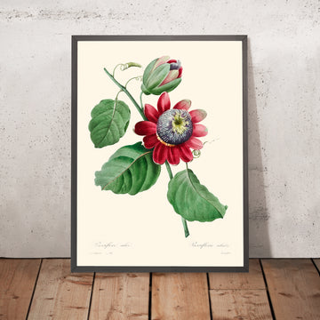 Illustrazione botanica della Passiflora Ailee di Pierre-Joseph Redouté, 1827 
