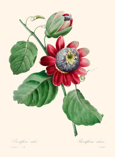Passiflore Ailee Botanical Illustration by Pierre-Joseph Redouté, 1827