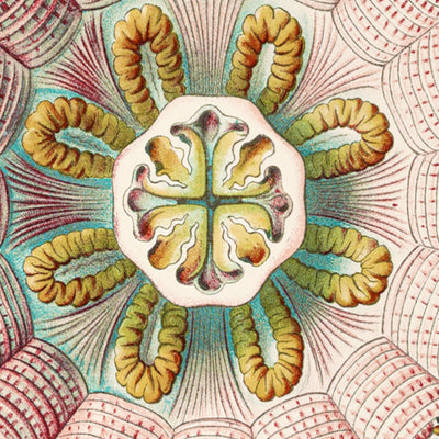 Soothing Symmetrical Jellyfish (Peromedusae Talchenquallen) by Ernst Haeckel, 1904