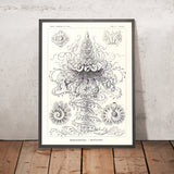 De nombreuses méduse tentaculées (Siphonophorae Staatsquallen) par Ernst Haeckel, 1904 