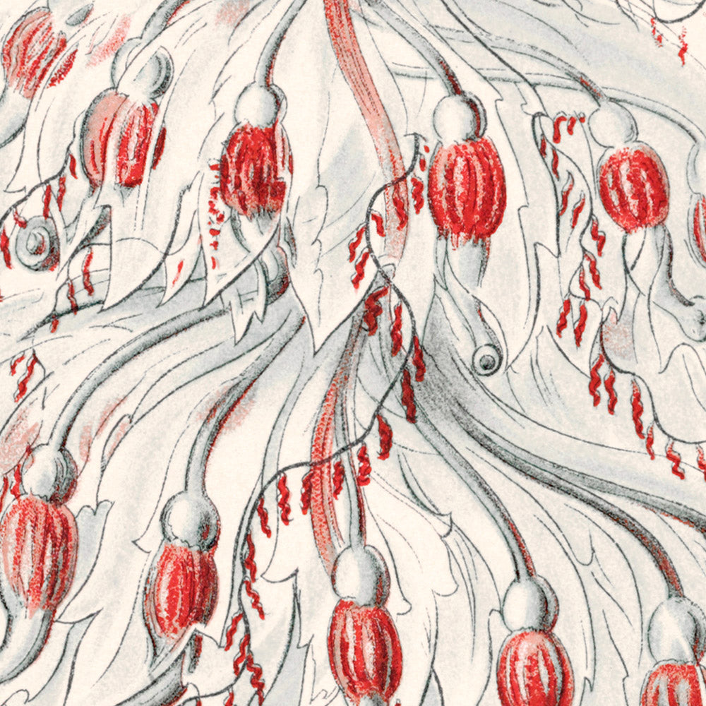 Tube Polyp Zooid (Siphonophorae Staatsquallen) by Ernst Haeckel, 1904