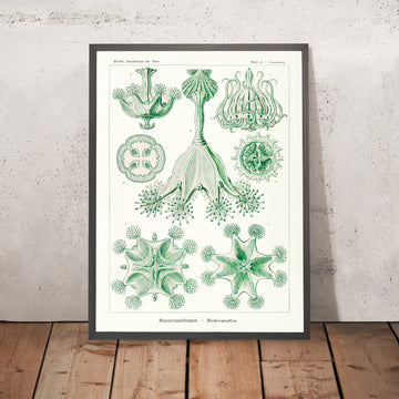 Medusa a forma di stella (Trachomedusae Kolbenquallen) di Ernst Haeckel, 1904 