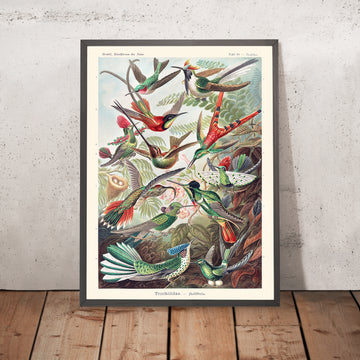 Colibrì (Trochilidae Kolibris) Illustrazione di Ernst Haeckel, 1904 