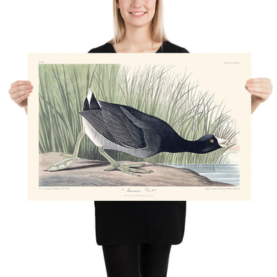 American Coot by John James Audubon, 1827