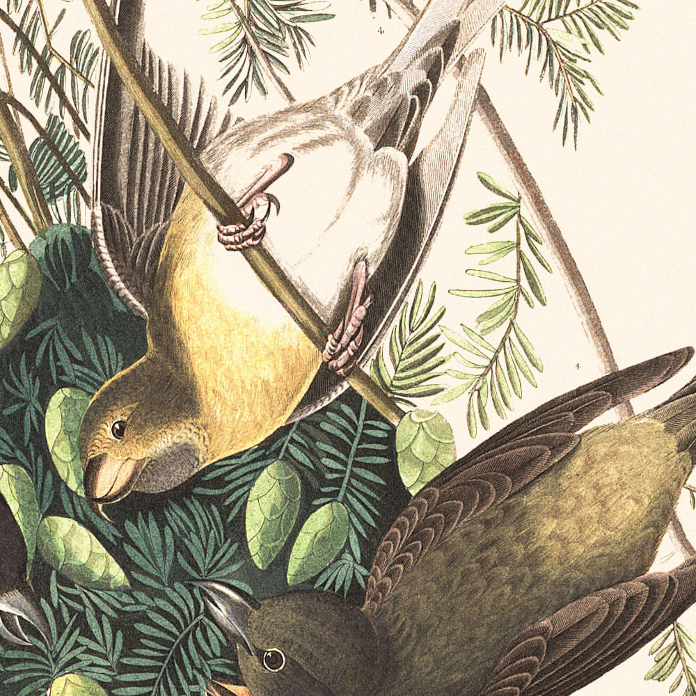 Amerikanischer Fichtenkreuzschnabel von John James Audubon, 1827