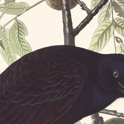 American Crow by John James Audubon, 1827