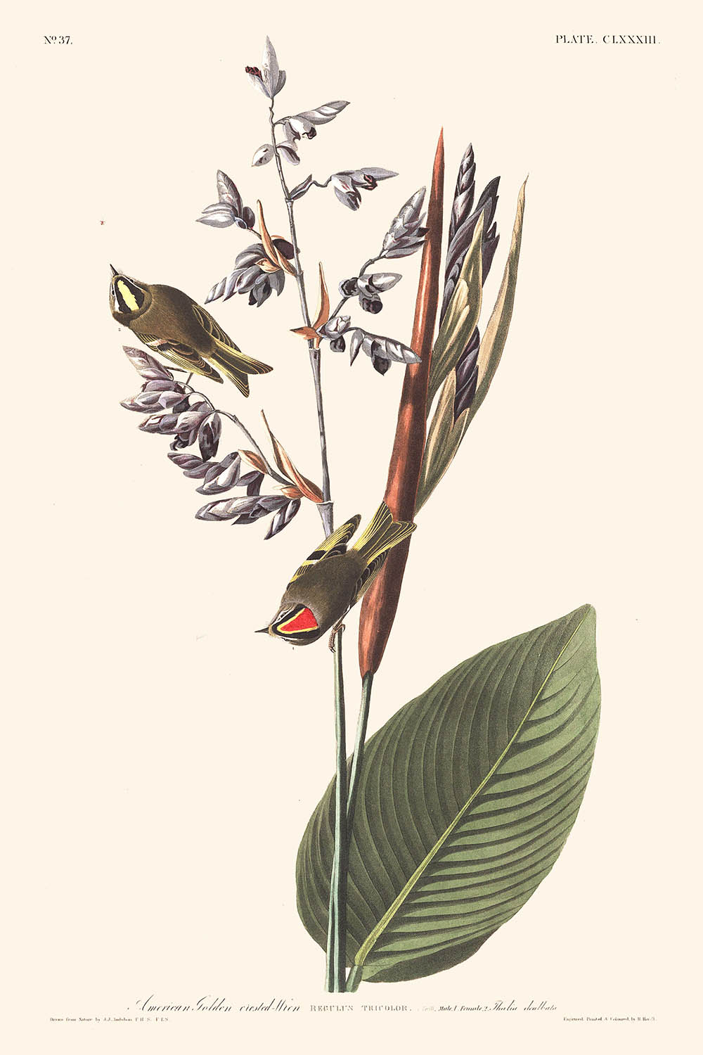 American Golden crested-Wren by John James Audubon, 1827