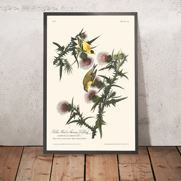 Amerikanischer Goldfinch von John James Audubon, 1827 
