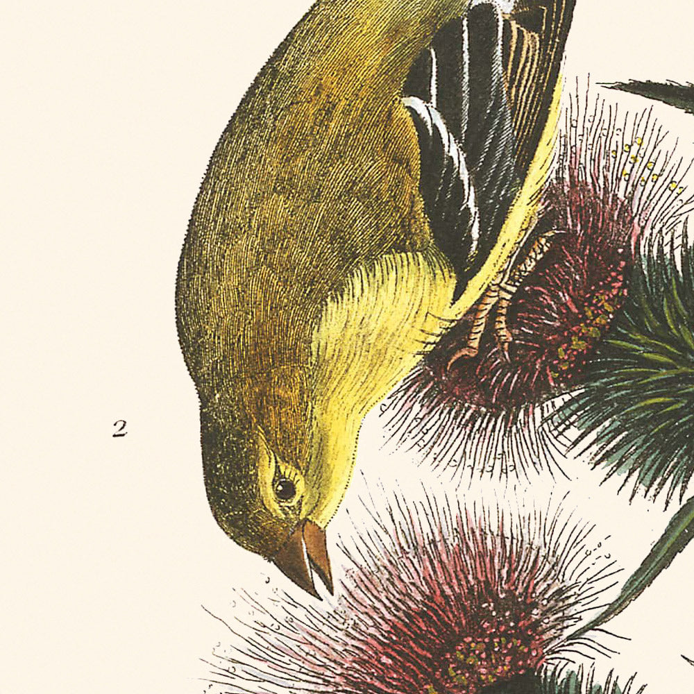 Chardonneret jaune d'Amérique par John James Audubon, 1827