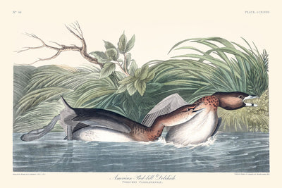 Pico americano de John James Audubon, 1827