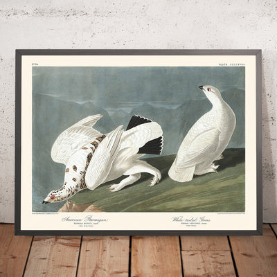 Perdiz nival americana y urogallo de cola blanca, de John James Audubon, 1827