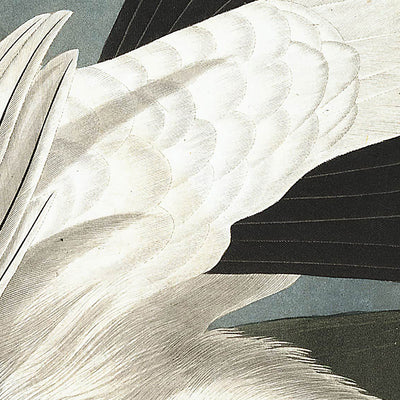 American Ptarmigan and White-tailed Grouse by John James Audubon, 1827