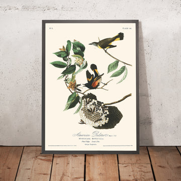 Paruline flamboyante d&