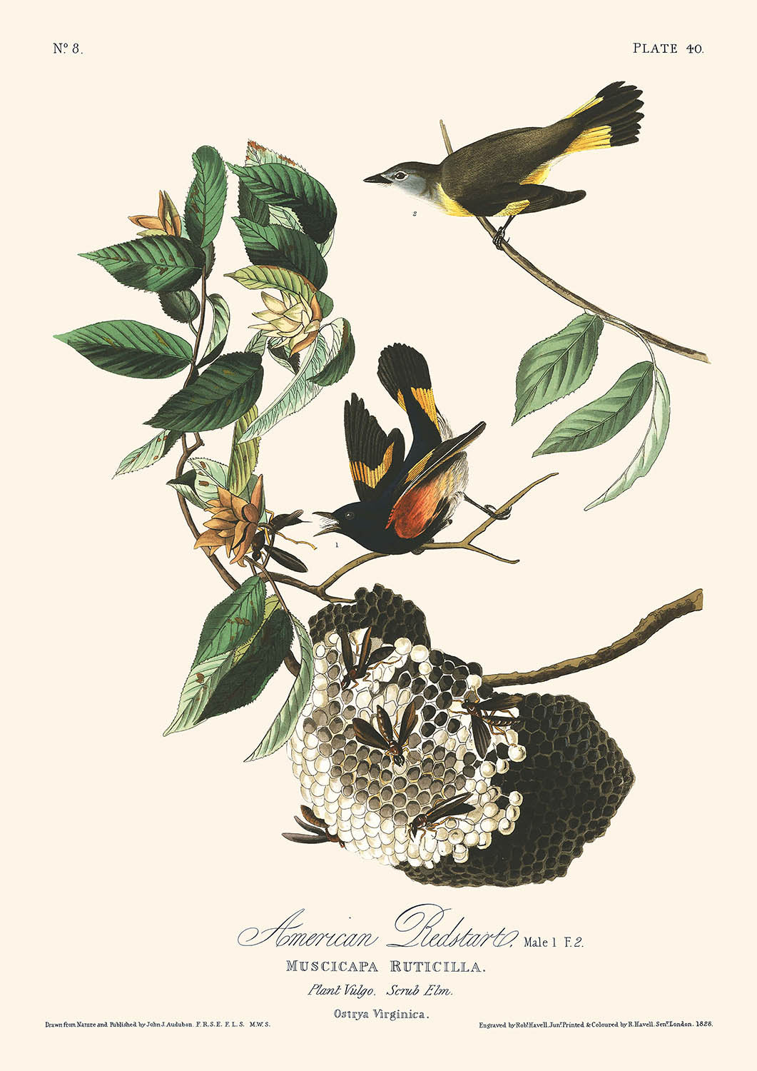 Amerikanischer Rotstart von John James Audubon, 1827 