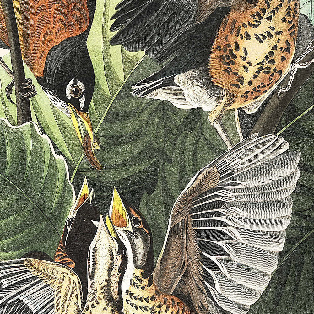 Petirrojo americano, de John James Audubon, 1827