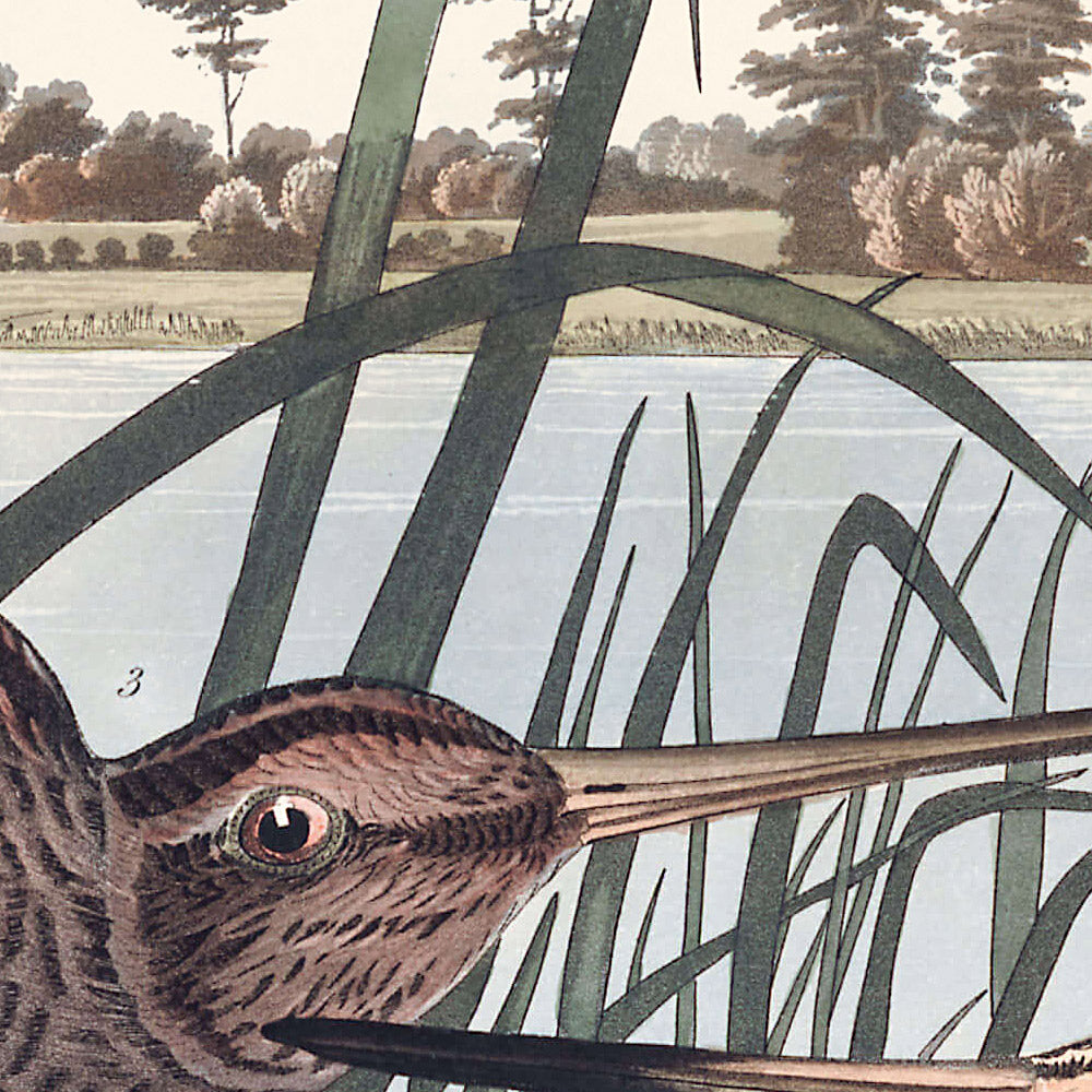 American Snipe by John James Audubon, 1827