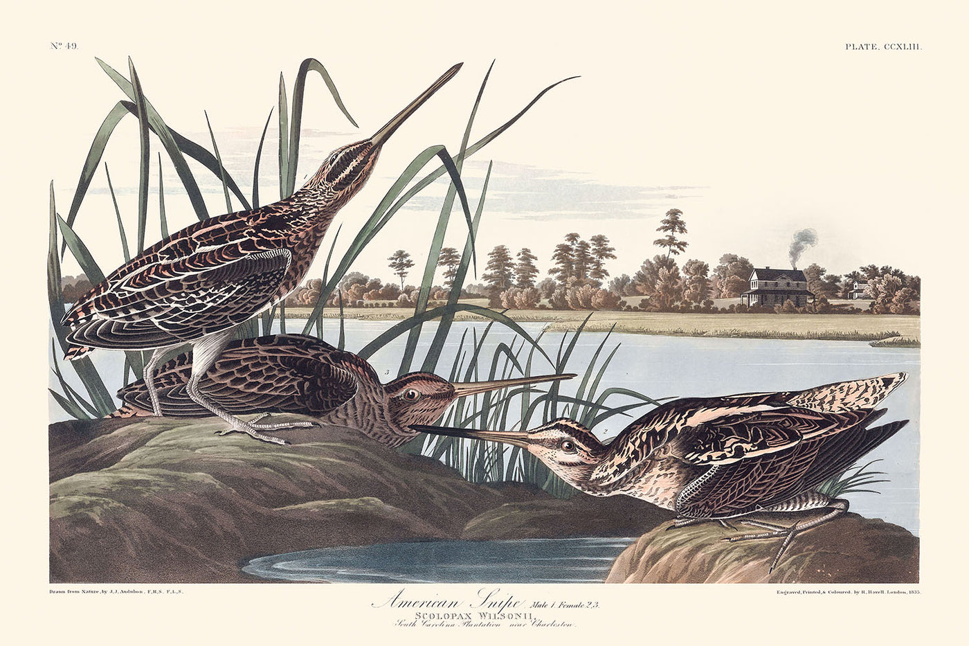 American Snipe by John James Audubon, 1827