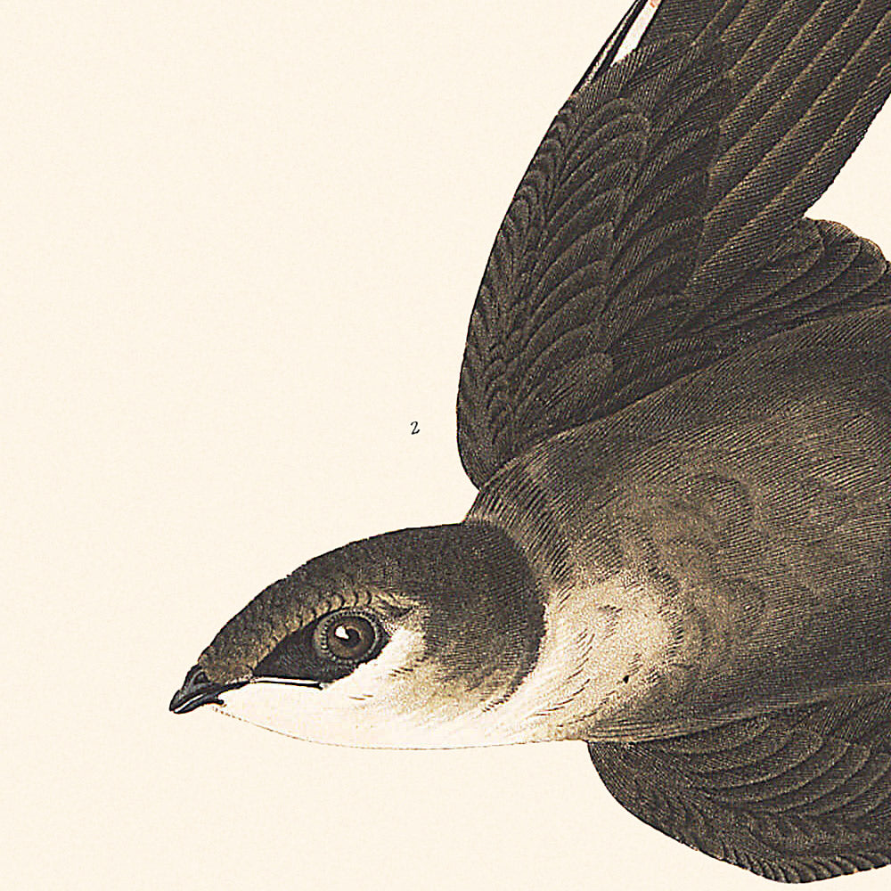 Martinet américain de John James Audubon, 1827