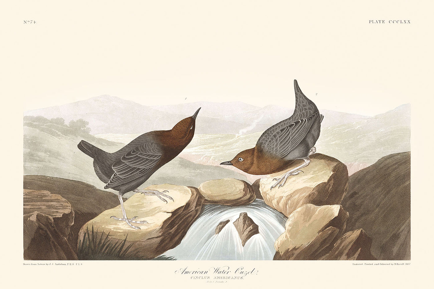 Mirlo acuático americano, de John James Audubon, 1827