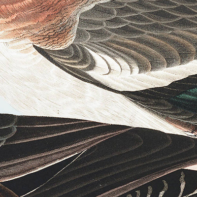 Canard siffleur d'Amérique par John James Audubon, 1827