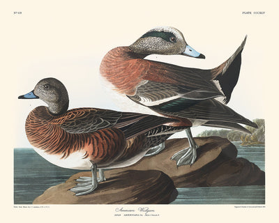 Canard siffleur d'Amérique par John James Audubon, 1827