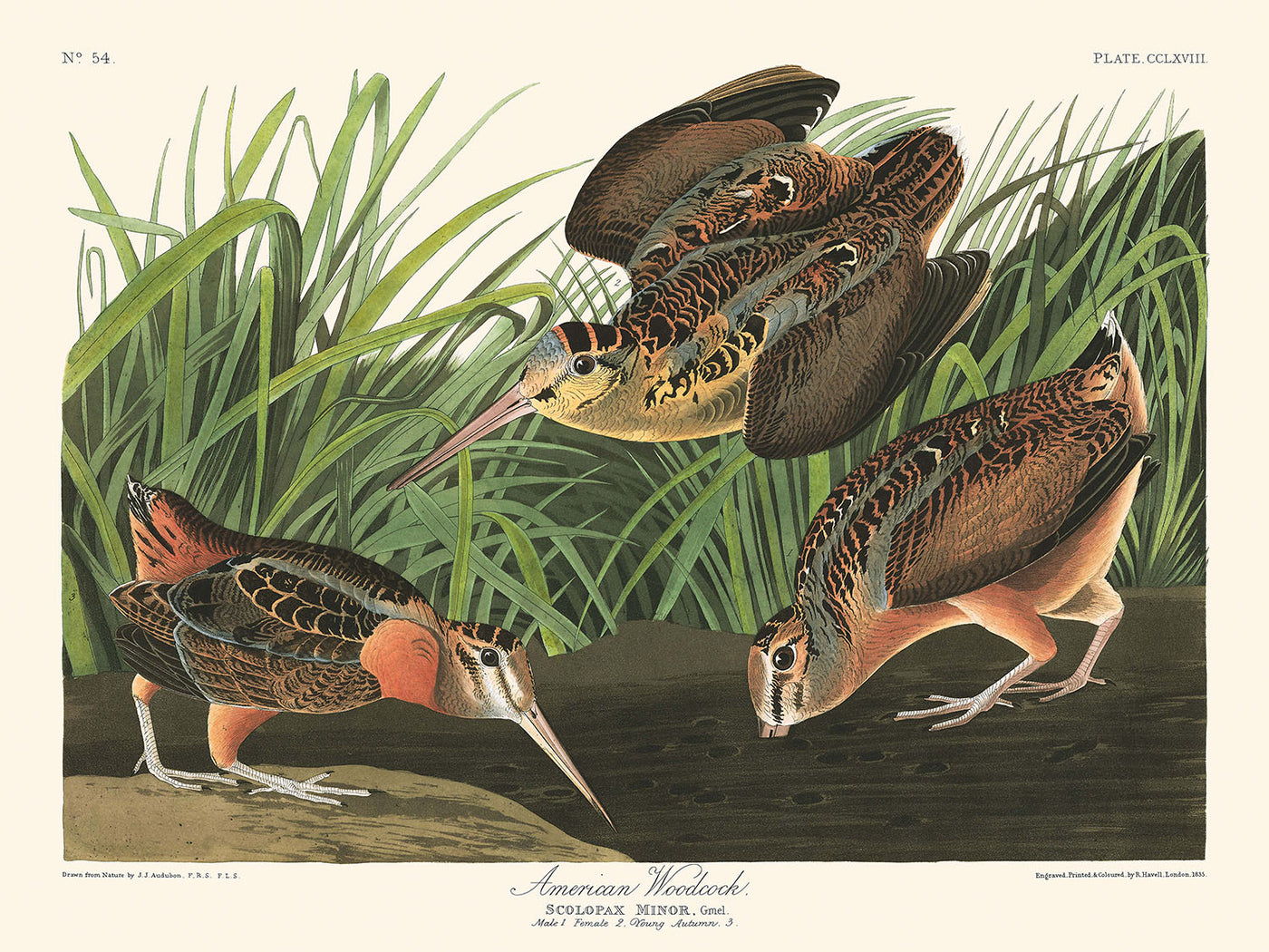 Becada americana, de John James Audubon, 1827