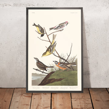 Siskin dell&