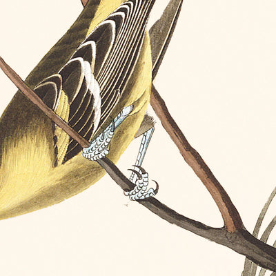 Tarin d'Arkansaw, Pollinisateur farineux, Tangara de Louisiane, Bruant de Townsend, Pinson à poitrine chamois par John James Audubon, 1827