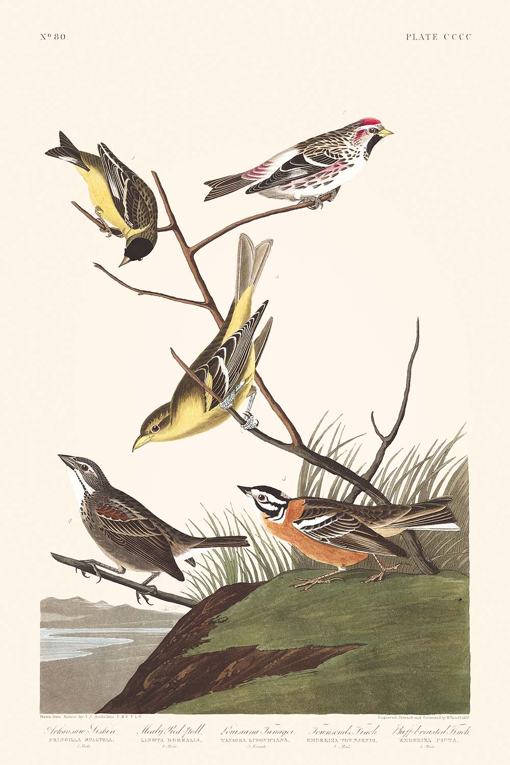 Arkansaw Siskin, Mealy Red-poll, Louisiana Tanager, Townsend's Bunting, Buff-breasted Finch by Audubon, 1827