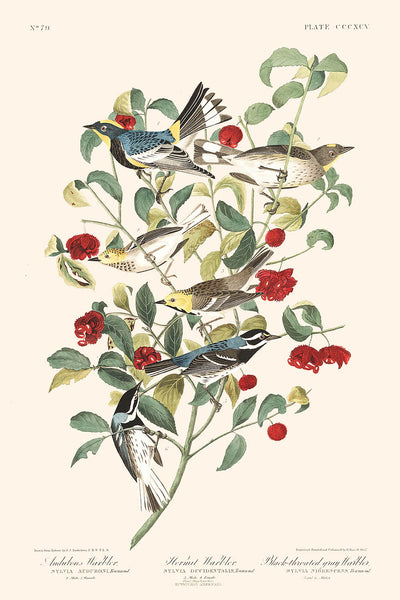 Fauvette d'Audubon, Fauvette solitaire, Fauvette à gorge noire par John James Audubon, 1827