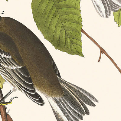 Autumnal Warbler by John James Audubon, 1827